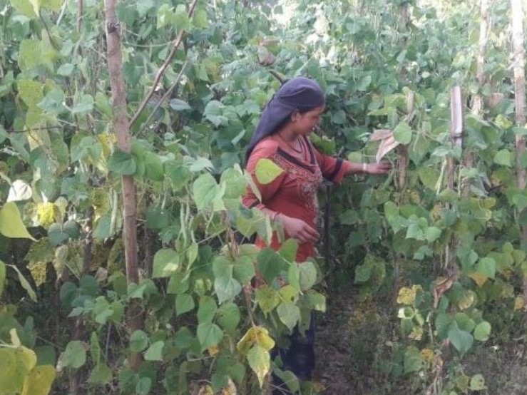 मुगुमा व्यावसायिक रुपमा सिमी खेती गर्दै 